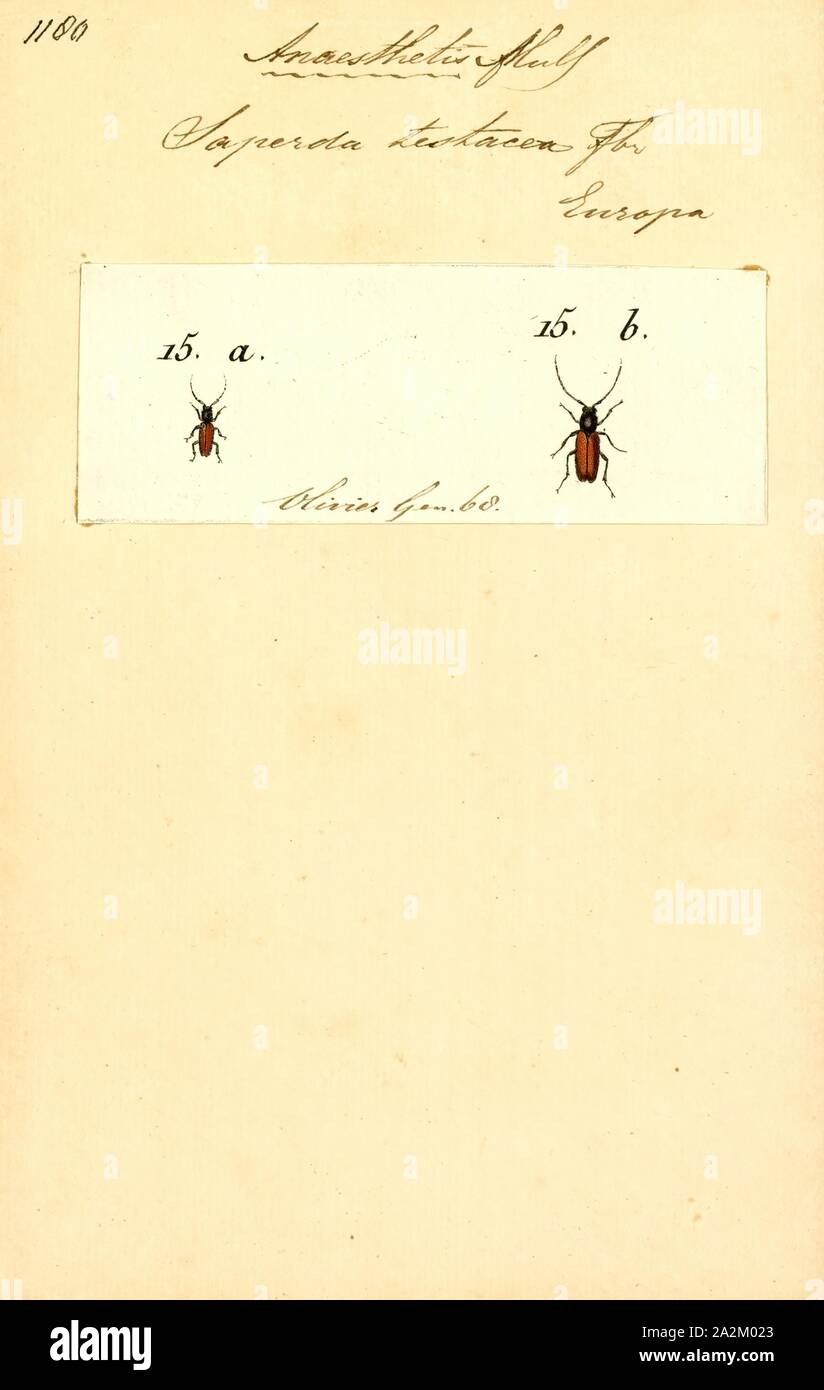 Anaesthetis, Print, Anaesthetis is a genus of longhorn beetles belonging to the subfamily Lamiinae Stock Photo