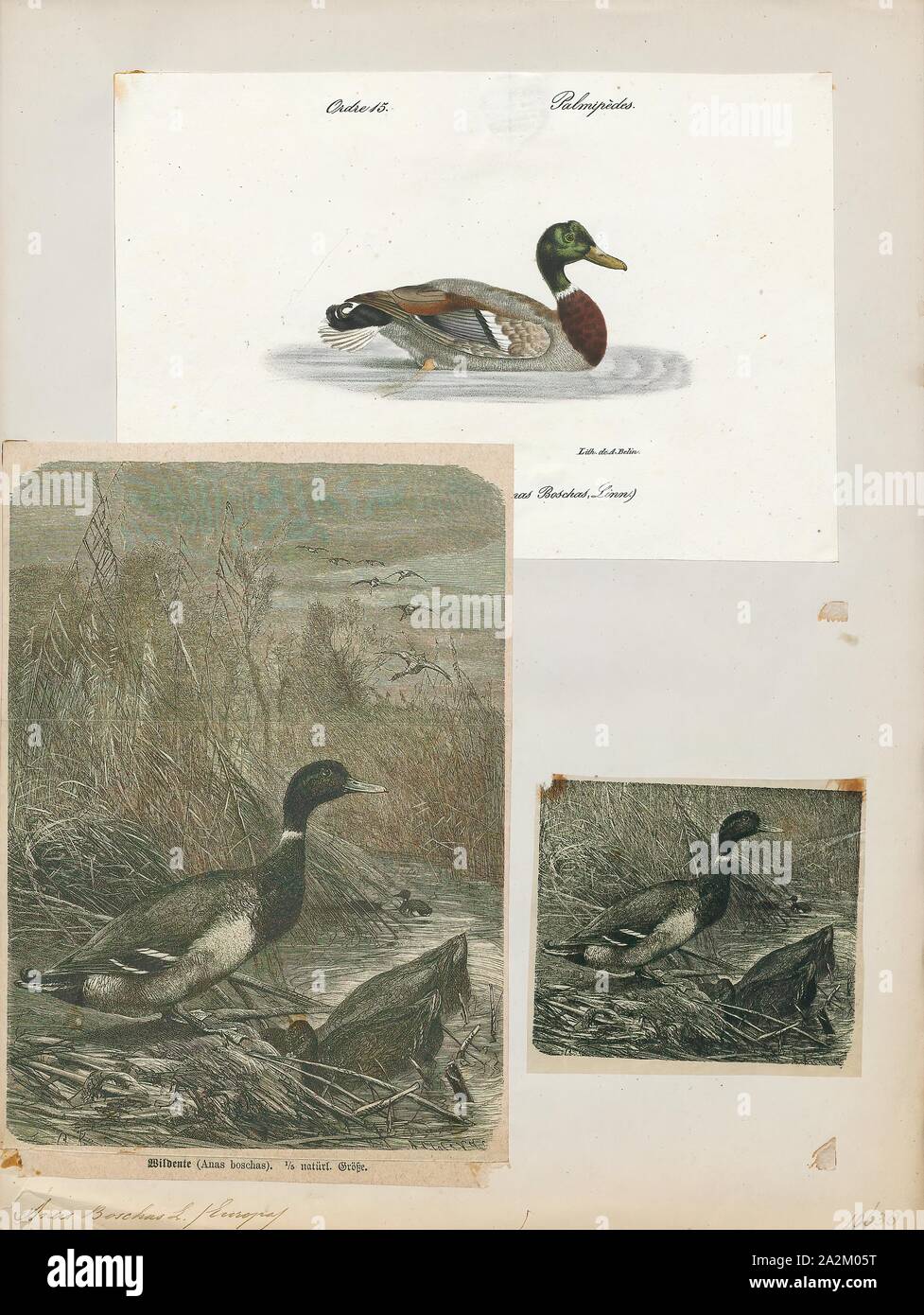 Anas boschas, Print, The mallard (Anas platyrhynchos) is a dabbling duck that breeds throughout the temperate and subtropical Americas, Eurasia, and North Africa and has been introduced to New Zealand, Australia, Peru, Brazil, Uruguay, Argentina, Chile, Colombia, the Falkland Islands, and South Africa. This duck belongs to the subfamily Anatinae of the waterfowl family Anatidae. The male birds (drakes) have a glossy green head and are grey on their wings and belly, while the females (hens or ducks) have mainly brown-speckled plumage. Both sexes have an area of white-bordered black or Stock Photo