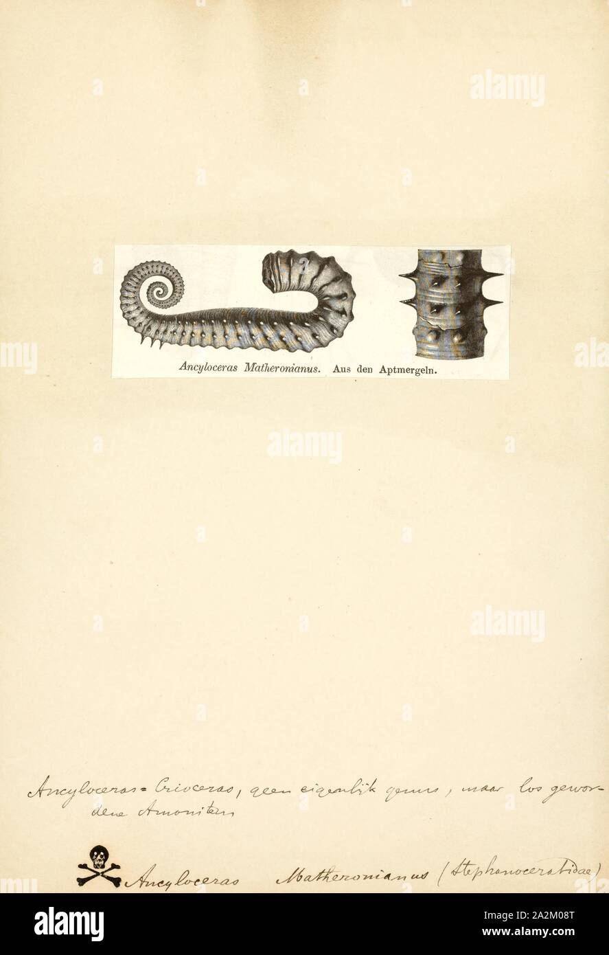 Ancyloceras, Print, Ancyloceras is an extinct genus of heteromorph ammonites found throughout the world during the Lower Cretaceous, from the Lower Barremian epoch until the genus extinction during the Lower Aptian Stock Photo