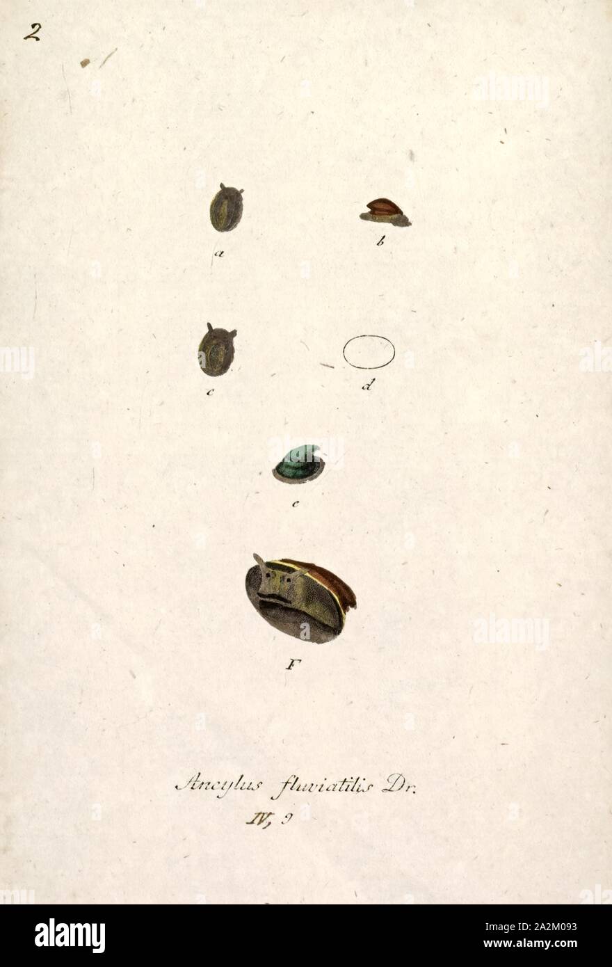 Ancylus fluviatilis, Print, Ancylus fluviatilis is a species of very small, freshwater, air-breathing limpet, an aquatic pulmonate gastropod mollusk in the tribe Ancylini within the family Planorbidae, the ram's horn snails and their allies Stock Photo