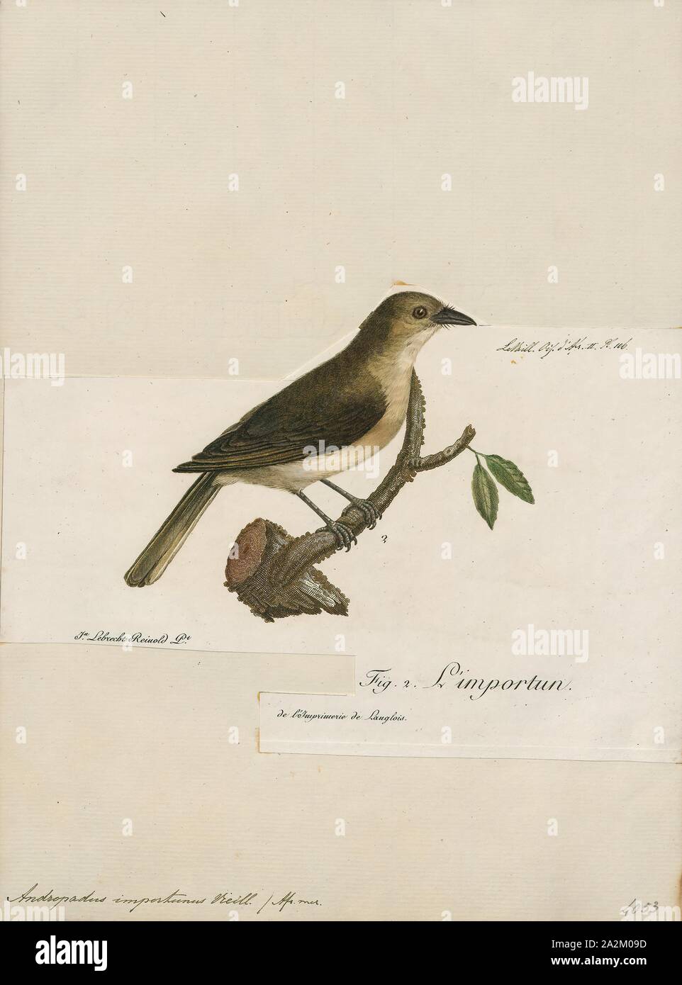 Andropadus importunus, Print, The sombre greenbul (Andropadus importunus) is a member of the bulbul family of passerine birds. It is a resident breeder in coastal bush, evergreen forest and dry shrub land in eastern and southern Africa. It is the only member of the genus Andropadus., 1796-1808 Stock Photo