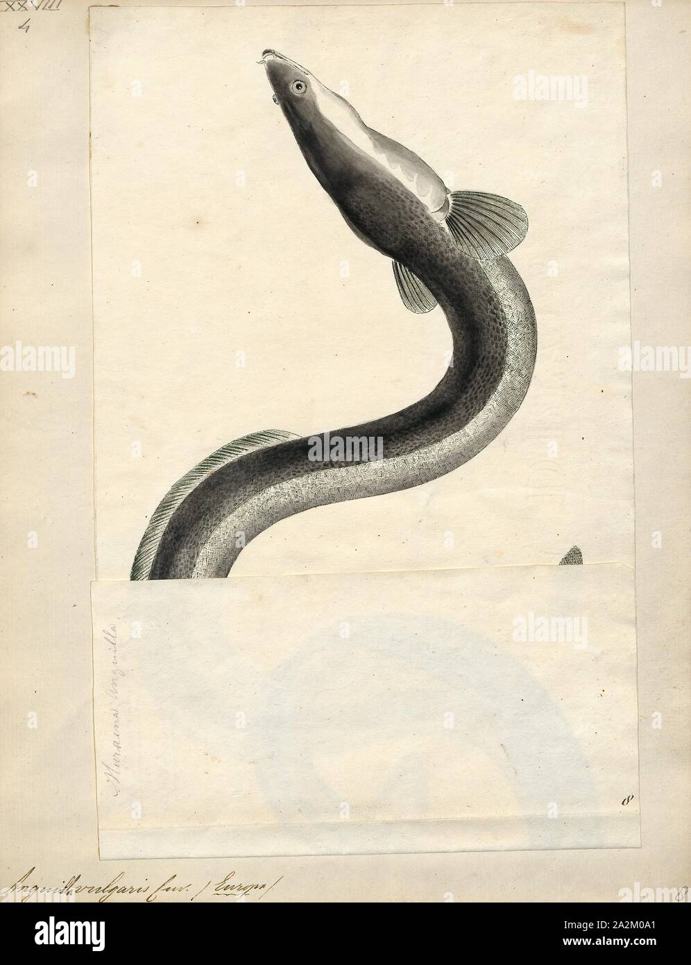 Anguilla Vulgaris Print The European Eel Anguilla Anguilla Is A Species Of Eel A Snake Like Catadromous Fish They Can Reach A Length Of 1 5 M 4 Ft 11 In In Exceptional Cases