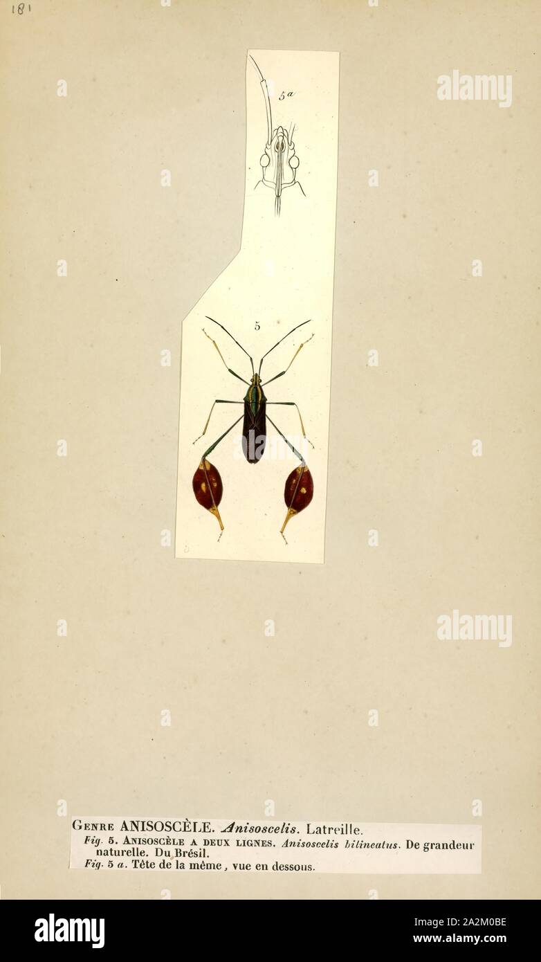 Anisoscelis, Print, Anisoscelis is a genus of leaf-footed bugs in the family Coreidae. There are about 12 described species in Anisoscelis Stock Photo