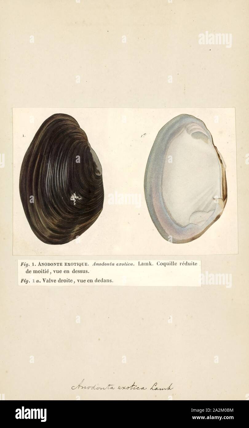 Anodonta, Print, Anodonta is a genus of freshwater mussels in the family Unionidae, the river mussels Stock Photo