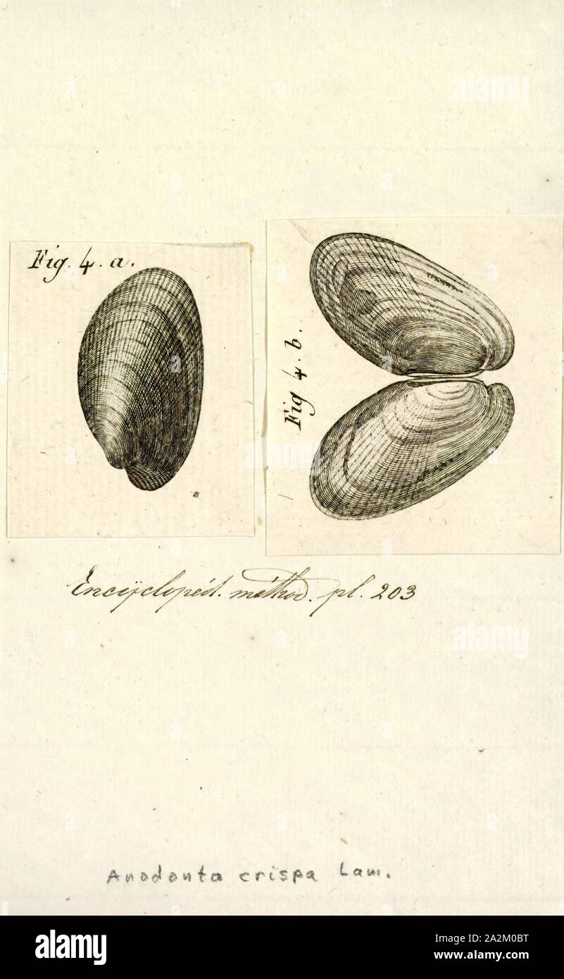 Anodonta crispa, Print, Anodonta is a genus of freshwater mussels in the family Unionidae, the river mussels Stock Photo