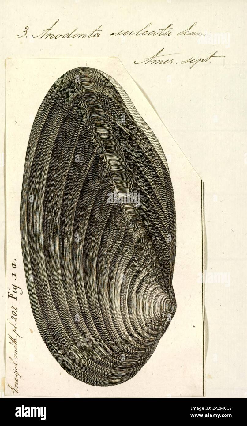 Anodonta sulcata, Print, Anodonta is a genus of freshwater mussels in the family Unionidae, the river mussels Stock Photo