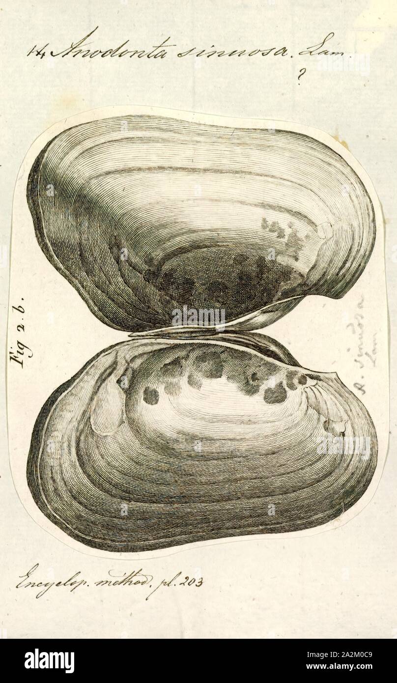 Anodonta sinuosa, Print, Anodonta is a genus of freshwater mussels in the family Unionidae, the river mussels Stock Photo