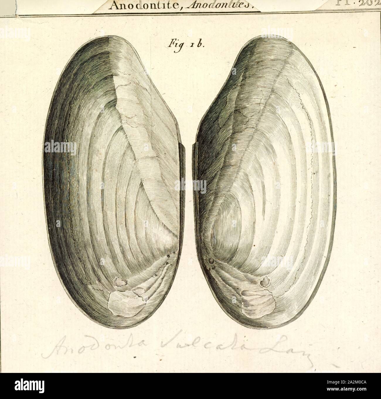 Anodonta sulcata, Print, Anodonta is a genus of freshwater mussels in the family Unionidae, the river mussels Stock Photo