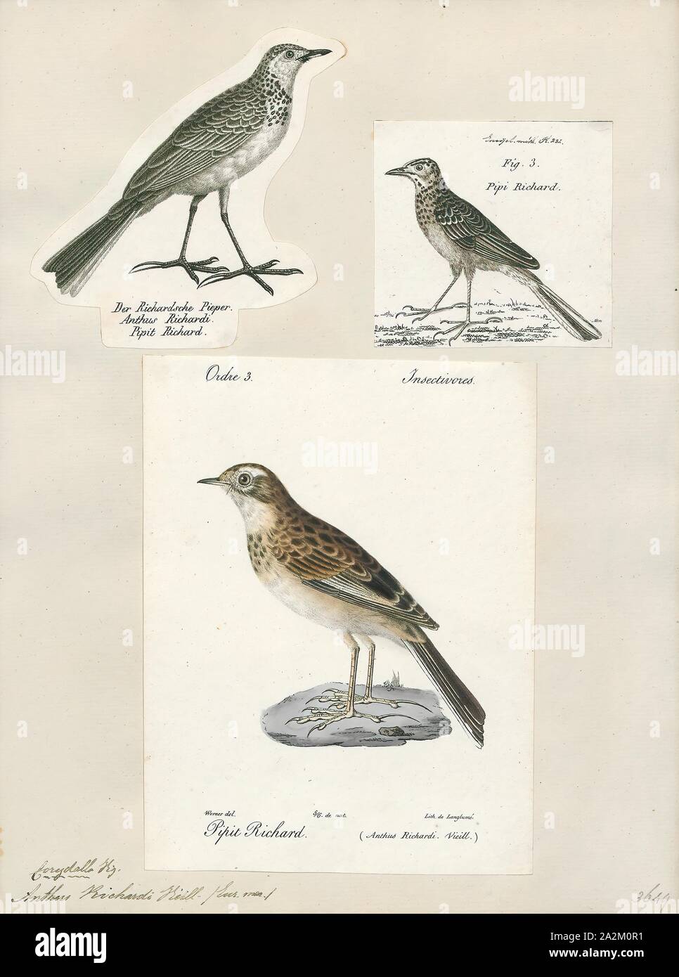 Anthus richardi, Print, Richard's pipit (Anthus richardi) is a medium-sized passerine bird which breeds in open grasslands in northern Asia. It is a long-distance migrant moving to open lowlands in the Indian subcontinent and Southeast Asia. It is a rare but regular vagrant to western Europe., 1700-1880 Stock Photo