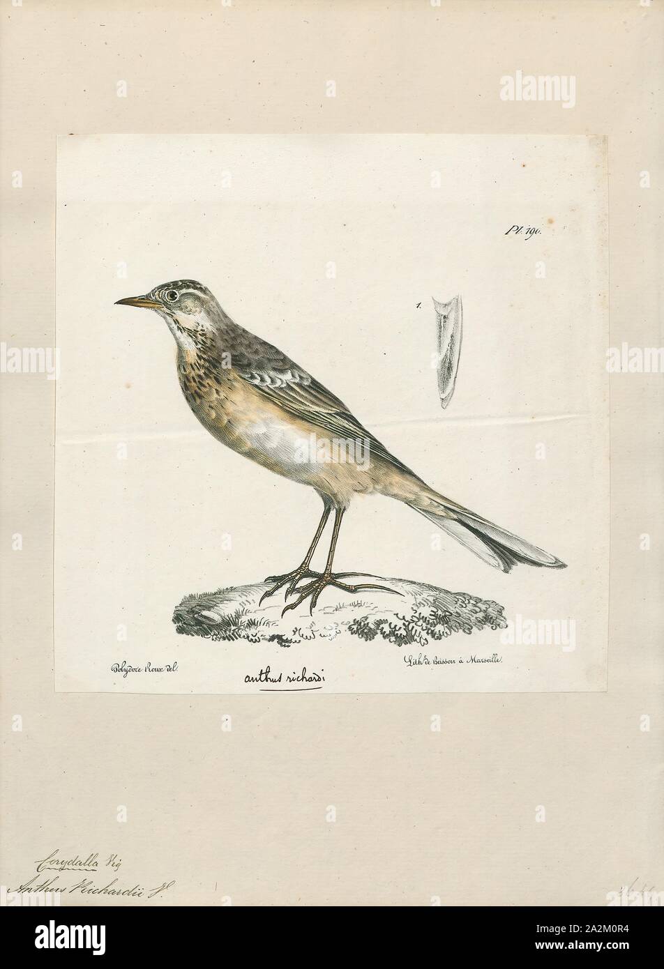 Anthus richardi, Print, Richard's pipit (Anthus richardi) is a medium-sized passerine bird which breeds in open grasslands in northern Asia. It is a long-distance migrant moving to open lowlands in the Indian subcontinent and Southeast Asia. It is a rare but regular vagrant to western Europe., 1825-1830 Stock Photo
