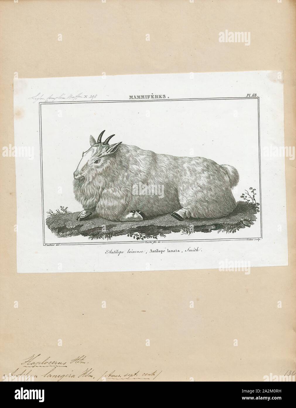 Antilopa lanigera, Print, 1838 Stock Photo