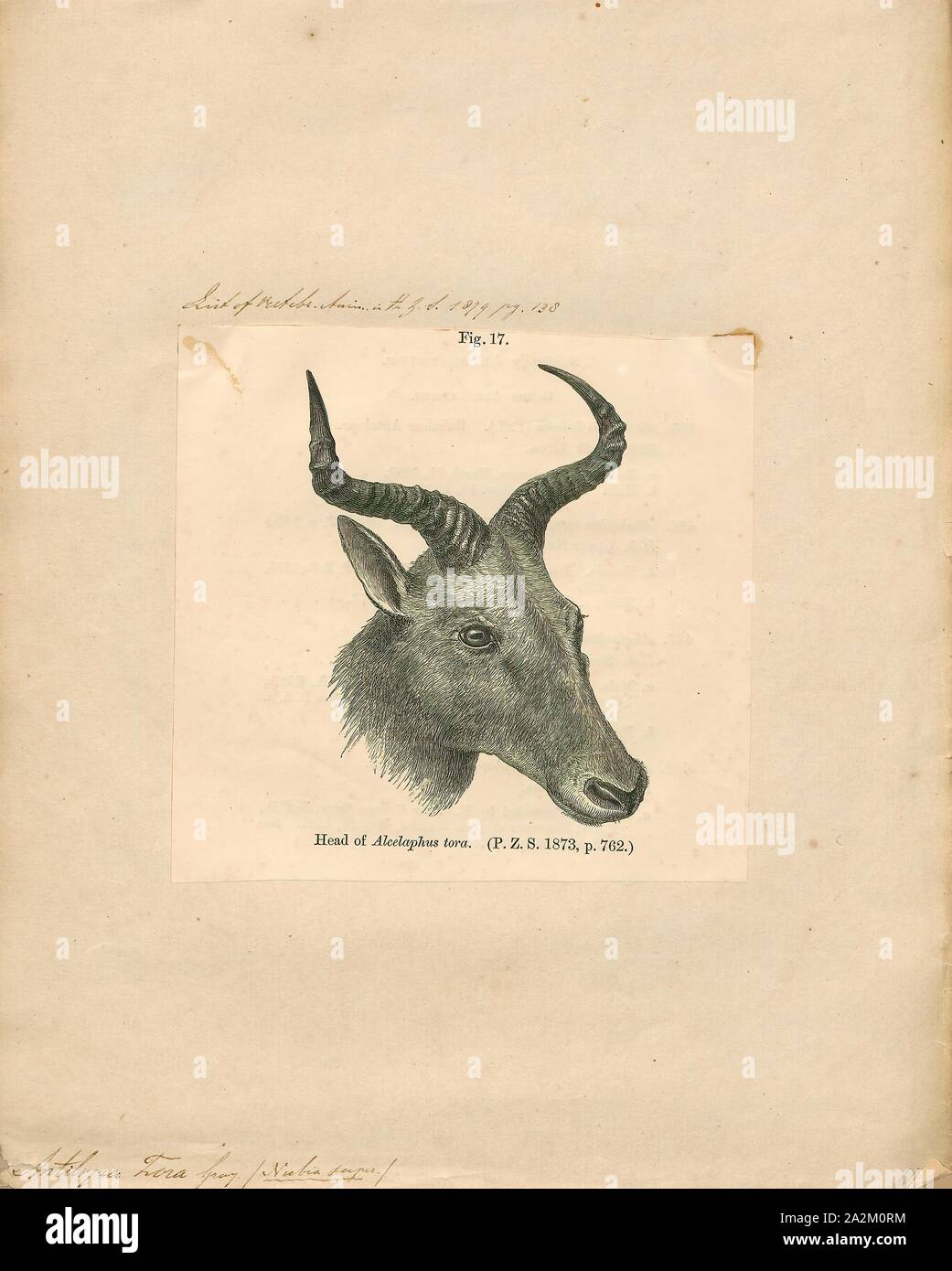 Antilopa hi-res stock photography and images - Alamy, image size:1041x1390