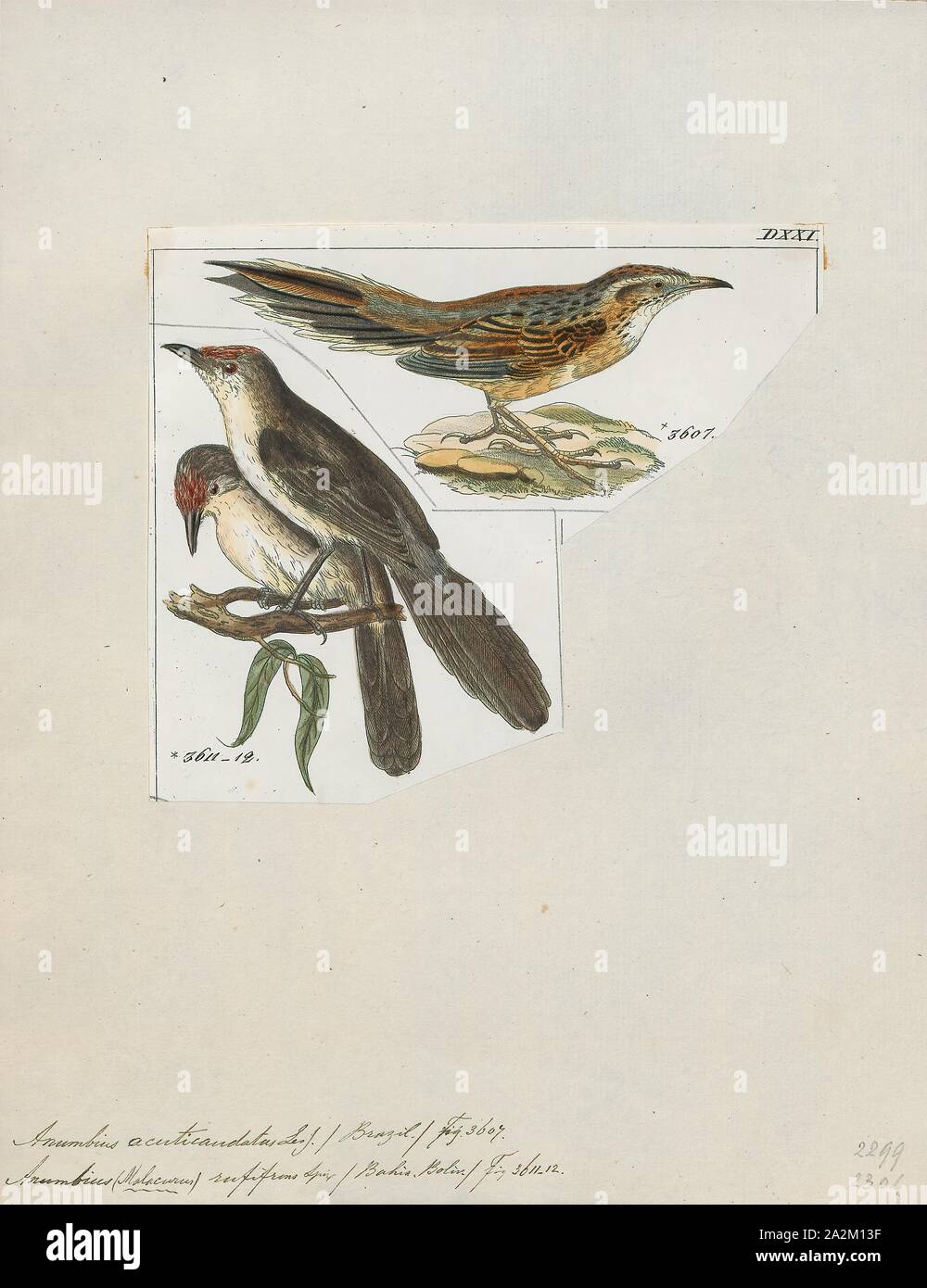 Anumbius acuticaudatus, Print, Firewood gatherer, The firewood gatherer