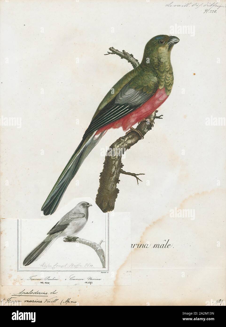 Apaloderma narina, Print, The Narina trogon (Apaloderma narina) is a largely green and red, medium-sized (32–34 cm long), bird of the family Trogonidae. It is native to forests and woodlands of the Afrotropics. Though it is the most widespread and catholic in habitat choice of the three Apaloderma species, their numbers are locally depleted due to deforestation. Some populations are sedentary while others undertake regular movements. The species name commemorates Narina, mistress of French ornithologist François Levaillant, whose name he derived from a Khoikhoi word for 'flower Stock Photo