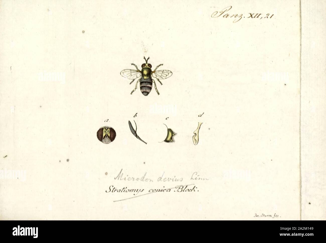 Aphritis, Print, Hover flies (family Syrphidae) of the genus Microdon are unusual among the Diptera. Like other members of the subfamily, they are myrmecophiles, meaning they inhabit the nests of ants Stock Photo