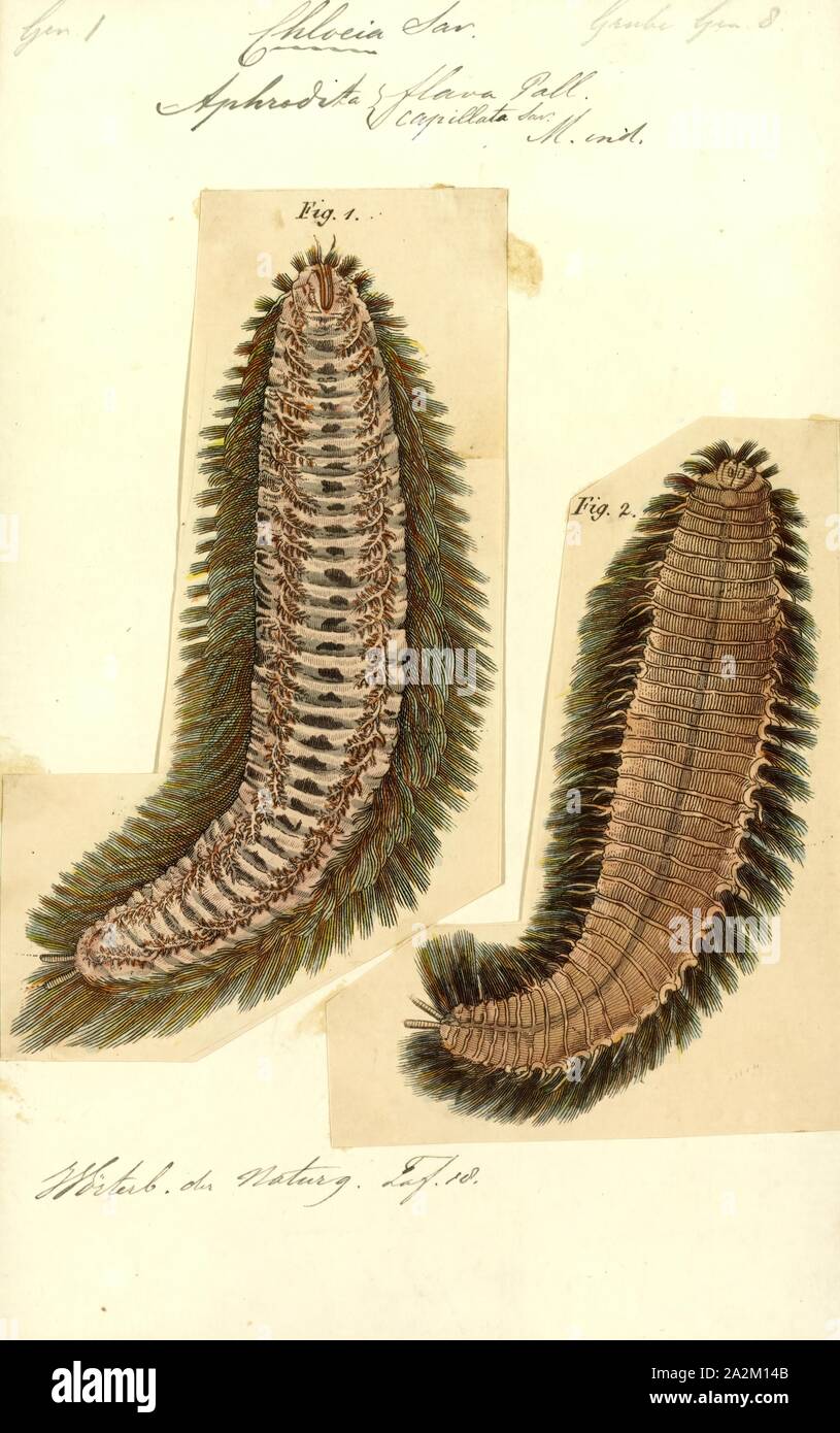 Aphrodita flava, Print, Aphrodita, or sea mouse, is a genus of marine polychaete worms found in the Mediterranean sea and the eastern and western Atlantic Ocean Stock Photo