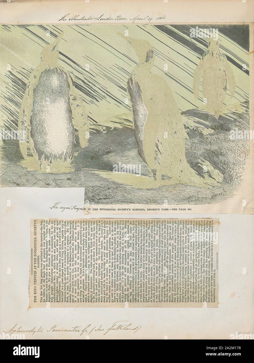 Aptenodytes pennantii, Print, The genus Aptenodytes contains two extant ...