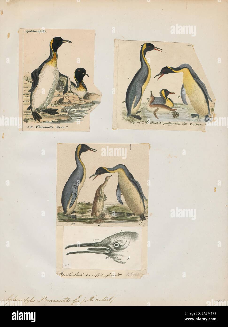 Aptenodytes pennantii, Print, The genus Aptenodytes contains two extant ...