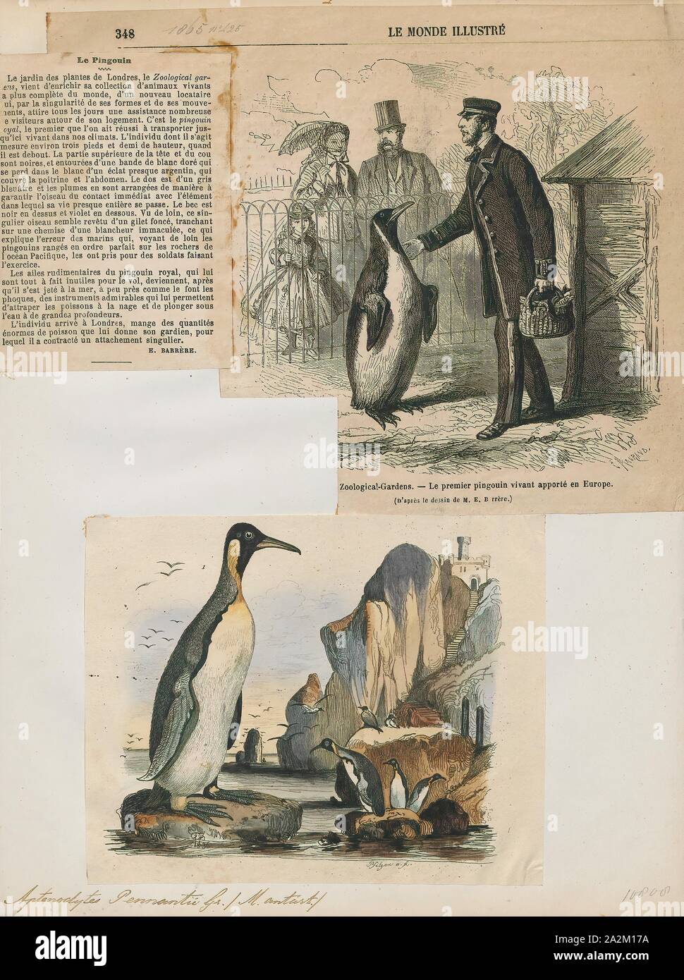 Aptenodytes pennantii, Print, The genus Aptenodytes contains two extant ...