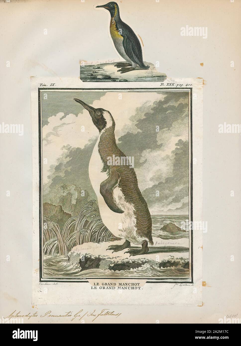 Aptenodytes pennantii, Print, The genus Aptenodytes contains two extant ...
