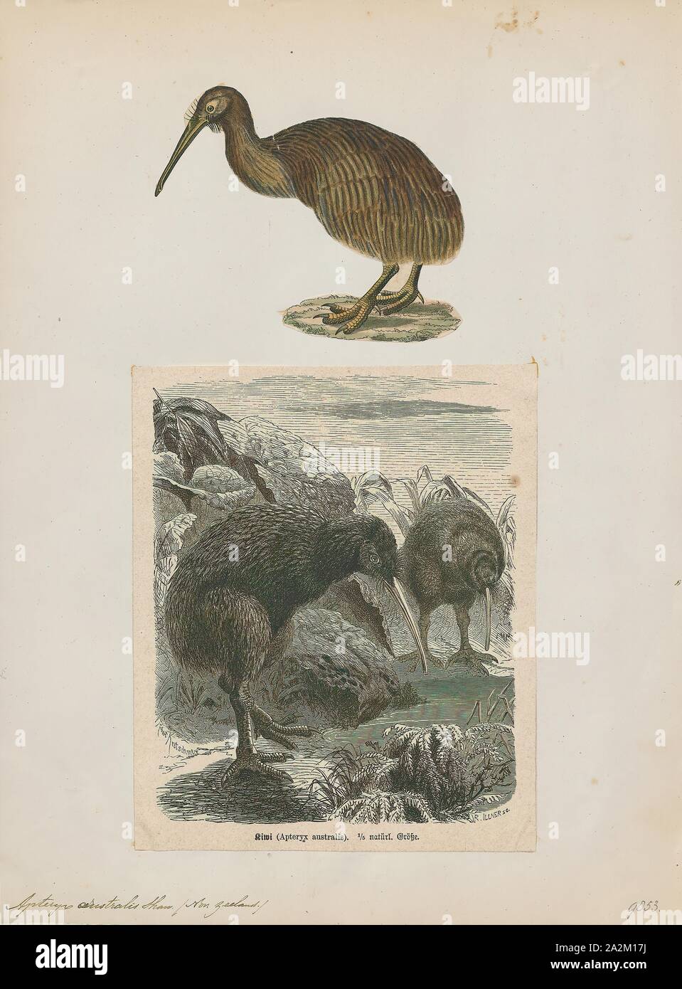 Apteryx australis, Print, The southern brown kiwi, tokoeka, or common kiwi (Apteryx australis) is a species of kiwi from New Zealand's South Island. Until 2000 it was considered conspecific with the North Island brown kiwi, and still is by some authorities., 1700-1880 Stock Photo