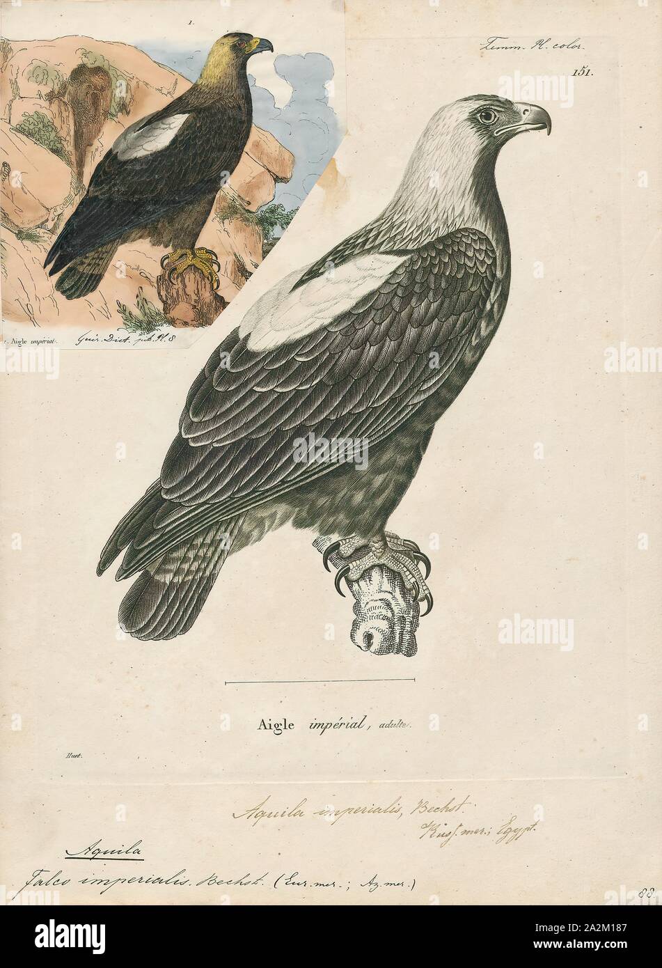 Aquila imperialis, Print, 1700-1880 Stock Photo