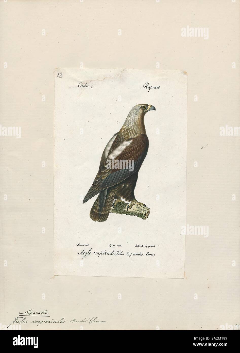 Aquila imperialis, Print, 1842-1848 Stock Photo