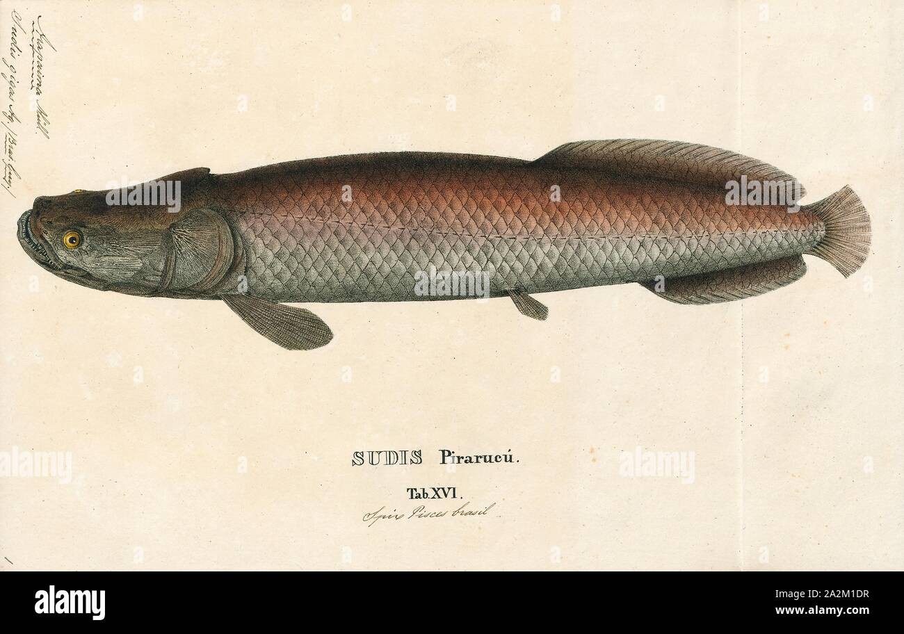 Arapaima Gigas Print Arapaima Gigas Also Known As Pirarucu Is A Species Of Arapaima Native To The Basin Of The Amazon River Once Believed To Be The Sole Species In The Genus Arapaima Gigas Print Arapaima Gigas Also Known As Pirarucu Is A Species Of Arapaima Native To The Basin Of The Amazon River Once Believed To Be The Sole Species In The Genus