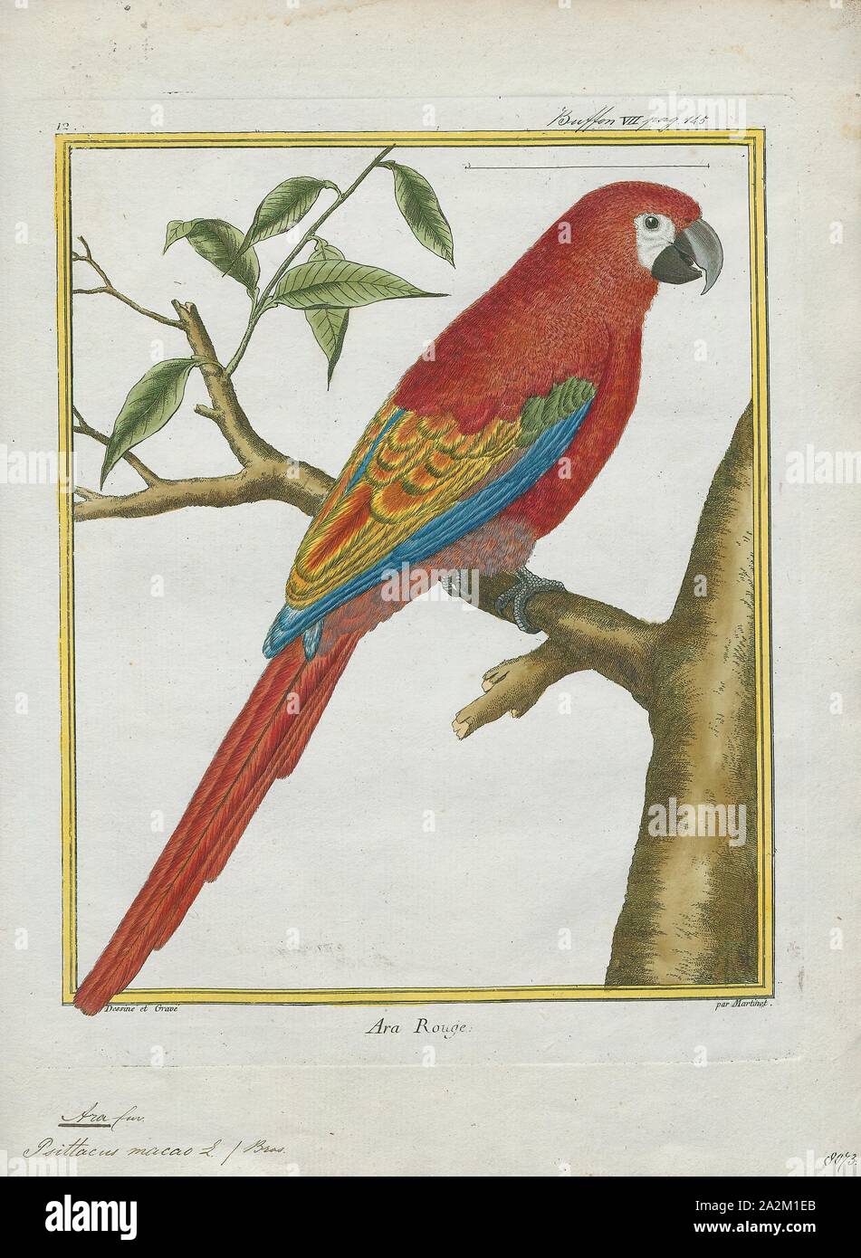 Ara macao, Print, The scarlet macaw (Ara macao) is a large red, yellow, and blue Central and South American parrot, a member of a large group of Neotropical parrots called macaws. It is native to humid evergreen forests of tropical Central and South America. Range extends from south-eastern Mexico to the Peruvian Amazon, Colombia, Bolivia, Venezuela and Brazil in lowlands of 500 m (1, 640 ft) (at least formerly) up to 1, 000 m (3, 281 ft). In some areas, it has suffered local extinction because of habitat destruction or capture for the parrot trade, but in other areas it remains fairly common Stock Photo