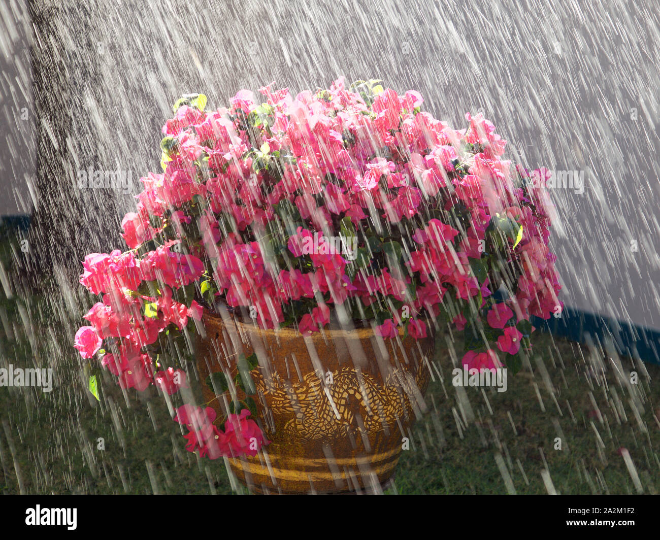 Flowers in a heavy rain fall, Thailand Stock Photo