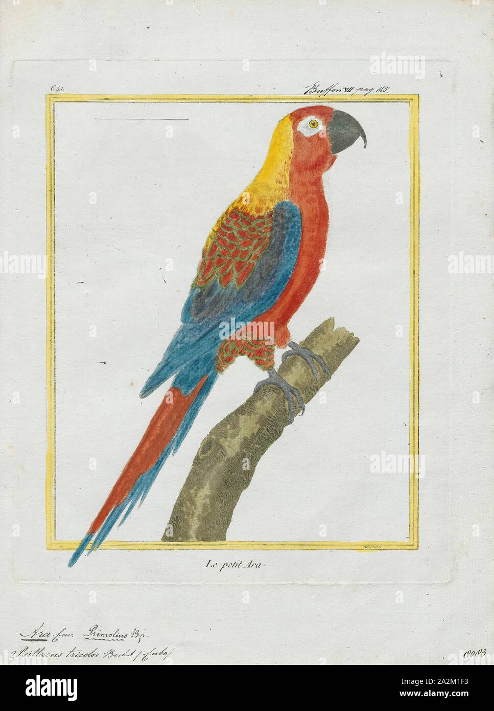 Ara tricolor, Print, The Cuban macaw or Cuban red macaw (Ara tricolor) was a species of macaw native to the main island of Cuba and the nearby Isla de la Juventud that became extinct in the late 19th century. Its relationship with other macaws in its genus was long uncertain, but it was thought to have been closely related to the scarlet macaw, which has some similarities in appearance. It may also have been closely related, or identical, to the hypothetical Jamaican red macaw. A 2018 DNA study found that it was the sister species of two red and two green species of extant macaws., 1700-1880 Stock Photo