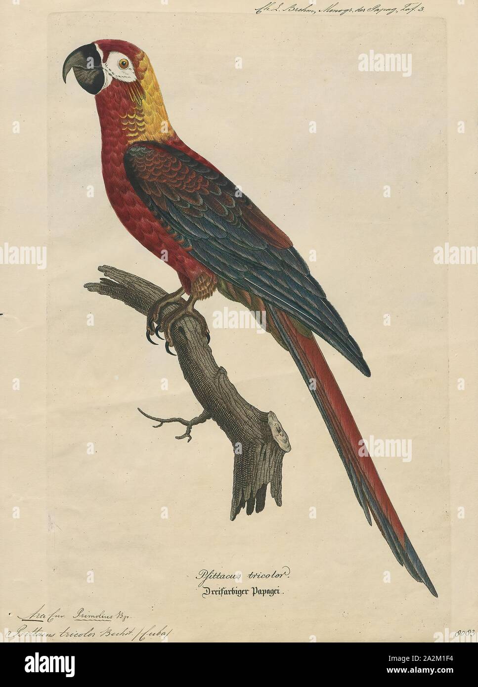 Ara Print, Cuban macaw or Cuban red macaw (Ara tricolor) was a species of macaw native to the main island of Cuba and the nearby Isla de la Juventud that
