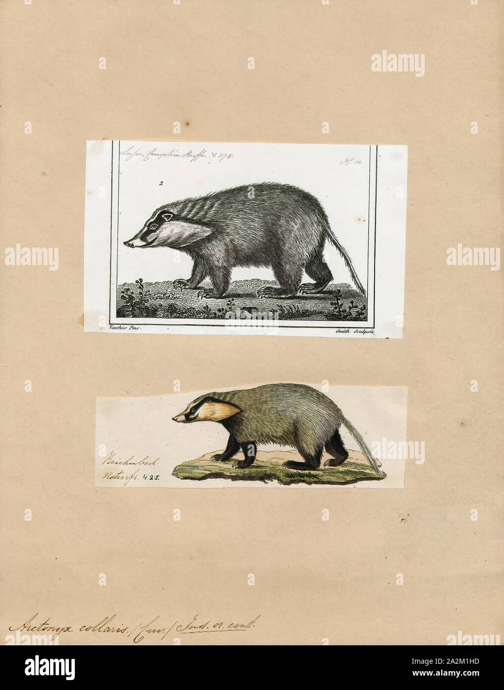 Arctonyx collaris, Print, The hog badger (Arctonyx collaris), also known as the greater hog badger, is a terrestrial mustelid native to Central and Southeast Asia. It is listed as Vulnerable in the IUCN Red List of Threatened Species because the global population is thought to be declining due to high levels of poaching., 1700-1880 Stock Photo