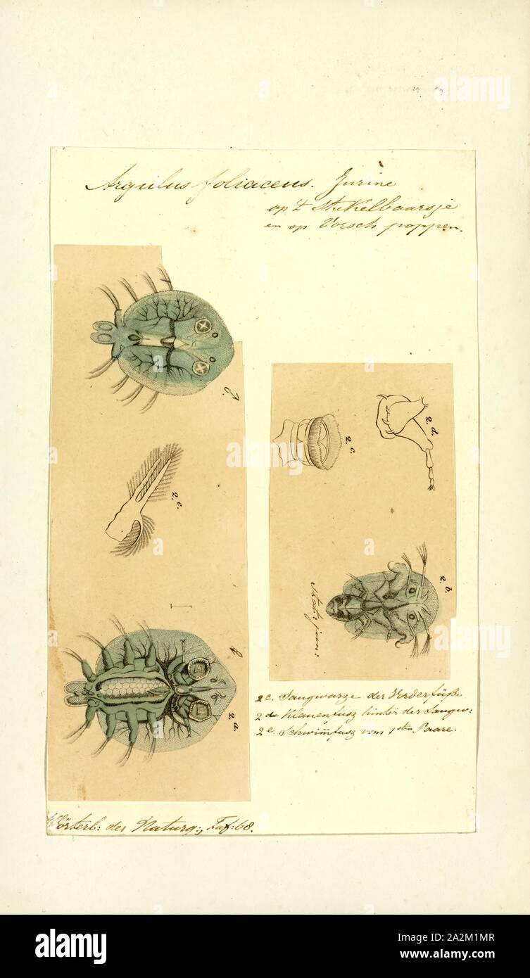 Argulus foliaceus, Print, Argulus foliaceus (or Monoculus foliaceus Linnaeus, 1758 name) is a species of crustaceans in the family Argulidae, the fish lice. It is sometimes called the common fish louse. It is 'the most common and widespread native argulid in the Palaearctic' and 'one of the most widespread crustacean ectoparasites of freshwater fish in the world Stock Photo