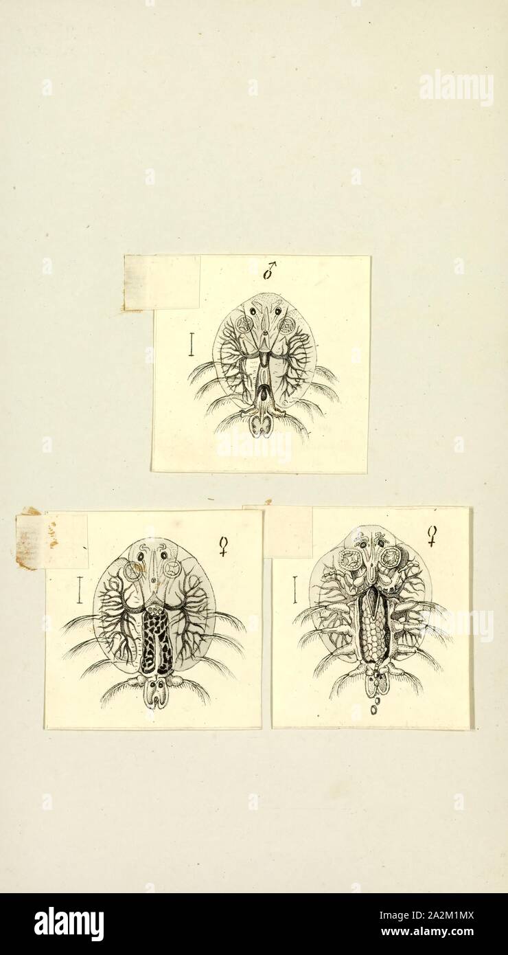 Argulus foliaceus, Print, Argulus foliaceus (or Monoculus foliaceus Linnaeus, 1758 name) is a species of crustaceans in the family Argulidae, the fish lice. It is sometimes called the common fish louse. It is 'the most common and widespread native argulid in the Palaearctic' and 'one of the most widespread crustacean ectoparasites of freshwater fish in the world Stock Photo