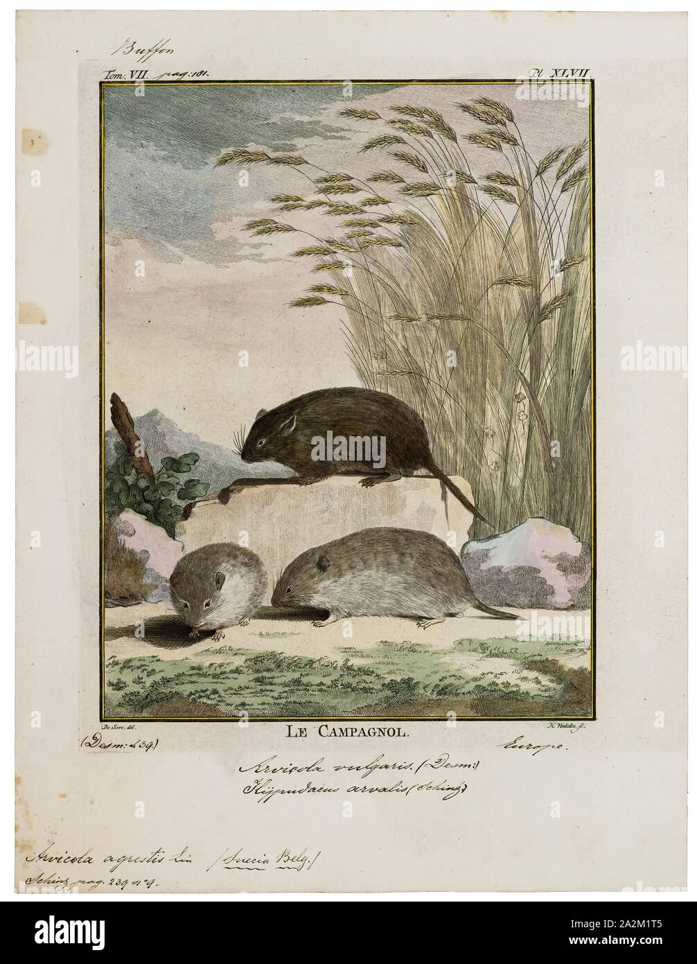Arvicola agrestis, Print, The water voles are large voles in the genus Arvicola. They are found in both aquatic and dry habitat through Europe and much of northern Asia. A water vole found in Western North America was historically considered a member of this genus, but has been shown to be more closely related to members of the genus Microtus. Head and body lengths are 12–22 cm, tail lengths are 6.5–12.5 cm, and their weights are 70–250 g. The animals may exhibit indeterminate growth. They are thick-furred and have hairy fringes on their feet that improve their swimming ability., 1700-1880 Stock Photo