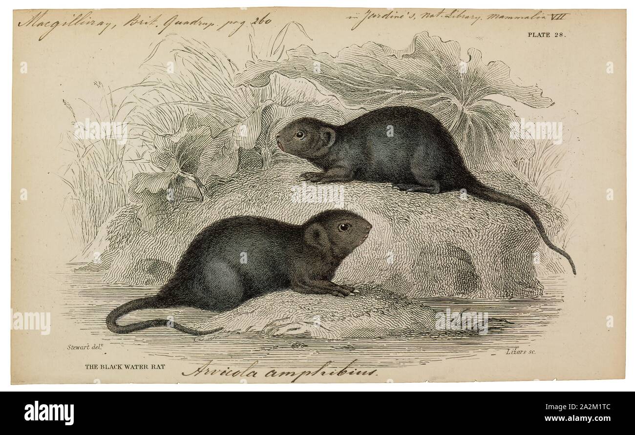 Arvicola amphibius, Print, The European water vole or northern water vole (Arvicola amphibius, included in synonymy: A. terrestris), is a semi-aquatic rodent. It is often informally called the water rat, though it only superficially resembles a true rat. Water voles have rounder noses than rats, deep brown fur, chubby faces and short fuzzy ears; unlike rats their tails, paws and ears are covered with hair., 1700-1880 Stock Photo