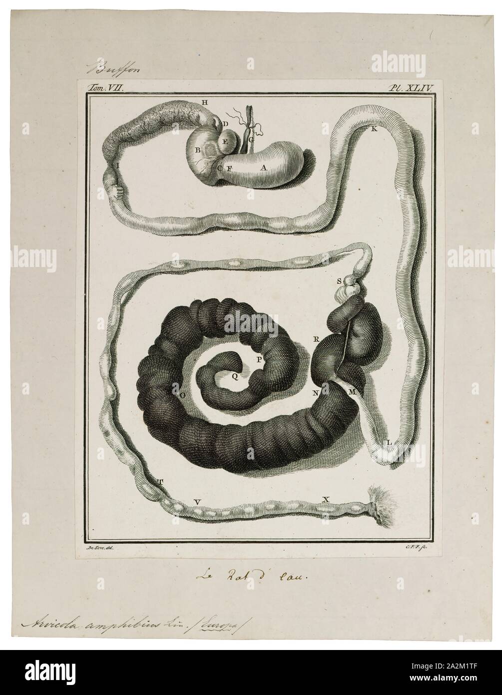 Arvicola amphibius, Print, The European water vole or northern water vole (Arvicola amphibius, included in synonymy: A. terrestris), is a semi-aquatic rodent. It is often informally called the water rat, though it only superficially resembles a true rat. Water voles have rounder noses than rats, deep brown fur, chubby faces and short fuzzy ears; unlike rats their tails, paws and ears are covered with hair., intestines Stock Photo