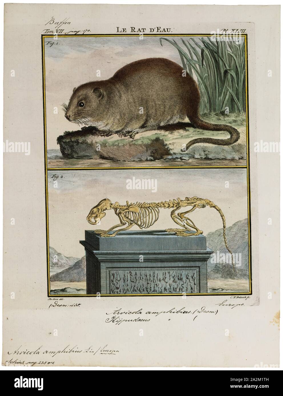 Arvicola amphibius, Print, The European water vole or northern water vole  (Arvicola amphibius, included in synonymy: A. terrestris), is a  semi-aquatic rodent. It is often informally called the water rat, though it