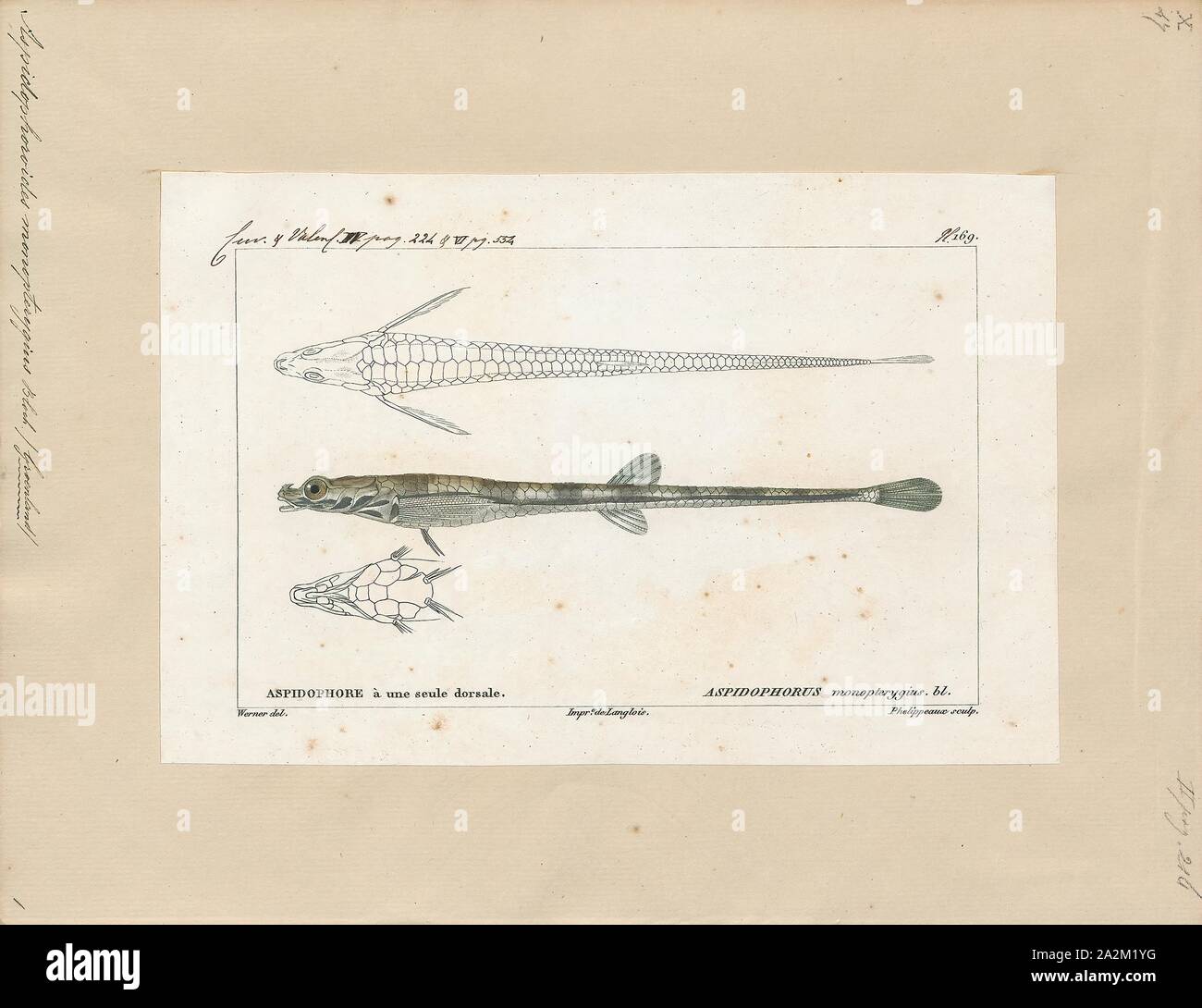 Aspidophoroides monopterygius, Print, The Alligatorfish (Aspidophoroides monopterygius, also known commonly as the Aleutian alligatorfish and the Atlantic alligatorfish) is a fish in the family Agonidae (poachers). It was described by Marcus Elieser Bloch in 1786. It is a marine, temperate water-dwelling fish which is known from the northwestern Atlantic Ocean, including western Greenland; Labrador, Canada; and Cape Cod, Massachusetts, USA. It dwells at a depth range of 0–695 metres, most often around 60–150 m, and inhabits sand and mud bottoms mostly on the lower continental shelf all year Stock Photo