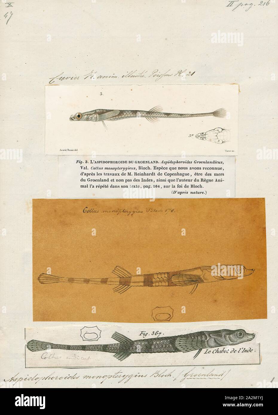 Aspidophoroides monopterygius, Print, The Alligatorfish (Aspidophoroides monopterygius, also known commonly as the Aleutian alligatorfish and the Atlantic alligatorfish) is a fish in the family Agonidae (poachers). It was described by Marcus Elieser Bloch in 1786. It is a marine, temperate water-dwelling fish which is known from the northwestern Atlantic Ocean, including western Greenland; Labrador, Canada; and Cape Cod, Massachusetts, USA. It dwells at a depth range of 0–695 metres, most often around 60–150 m, and inhabits sand and mud bottoms mostly on the lower continental shelf all year Stock Photo
