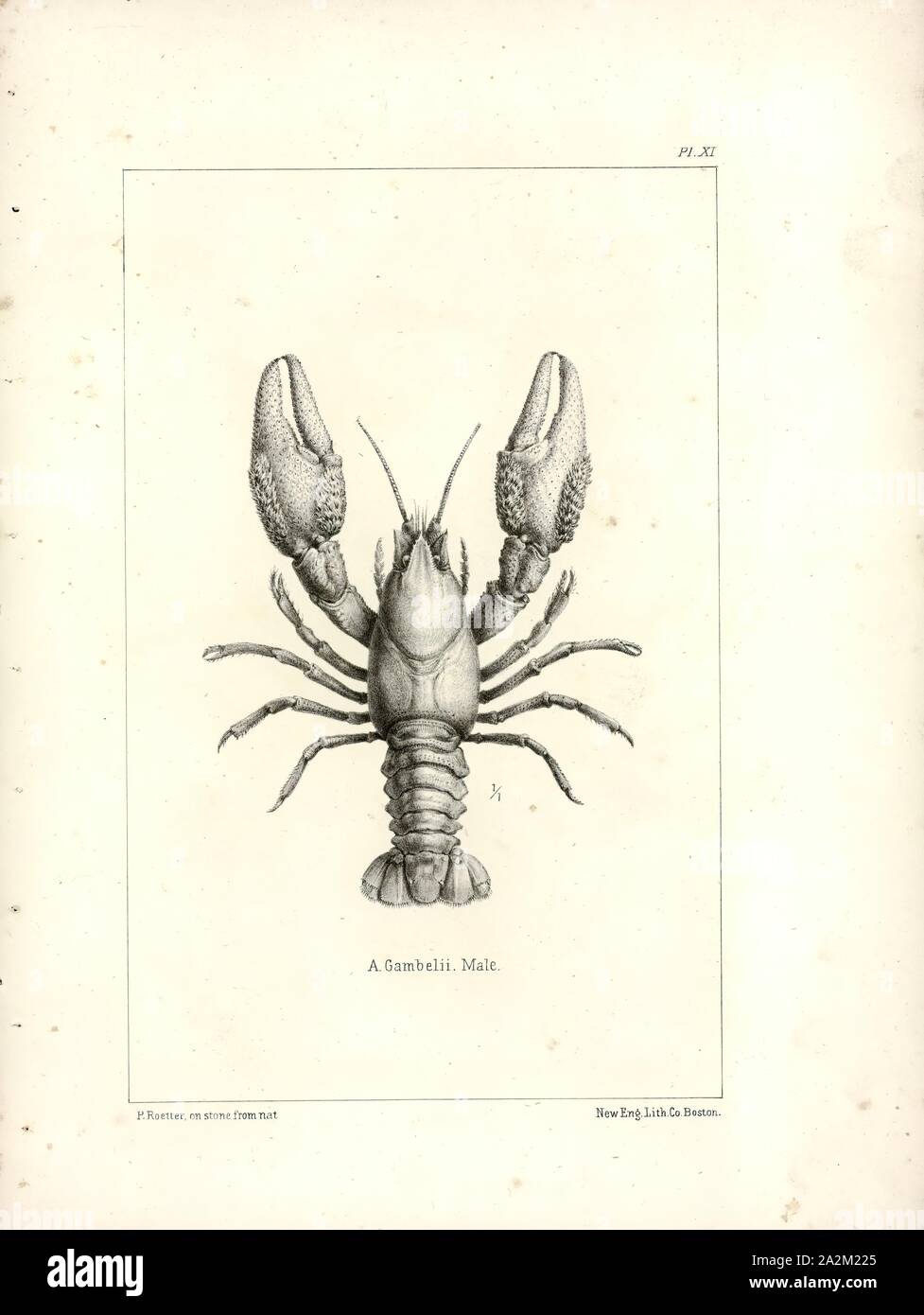 Astacus gambelii, Print, Astacus is a genus of crayfish found in Europe and western Asia, comprising three extant and four extinct, fossil species Stock Photo