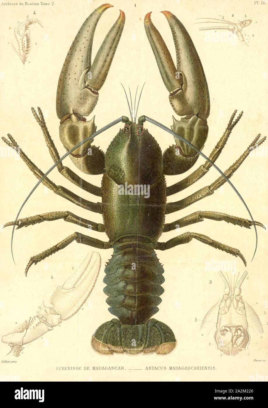 Astacus madagascariensis, Print, Astacus is a genus of crayfish found in Europe and western Asia, comprising three extant and four extinct, fossil species Stock Photo