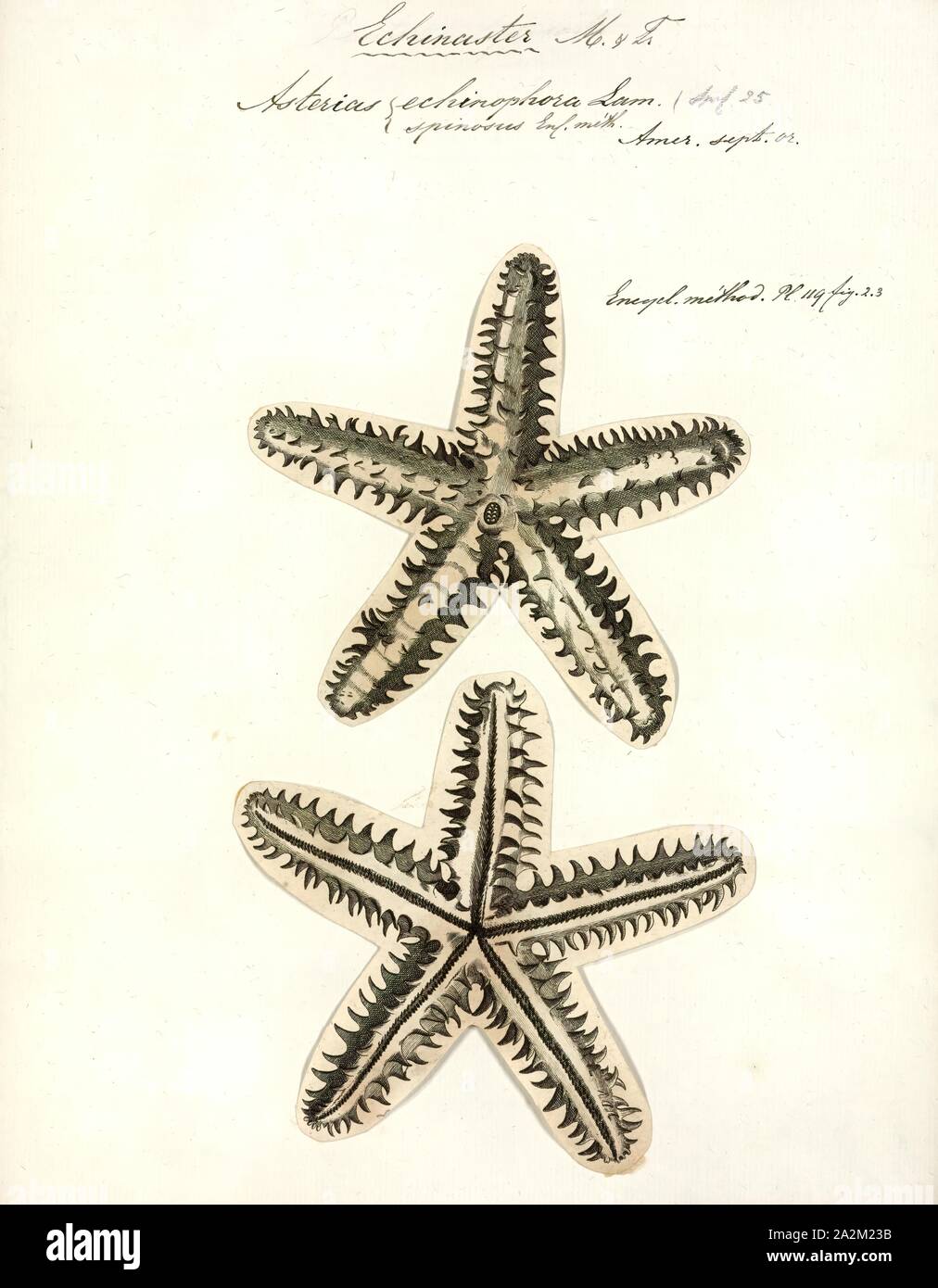 Asterias echinophora, Print Stock Photo