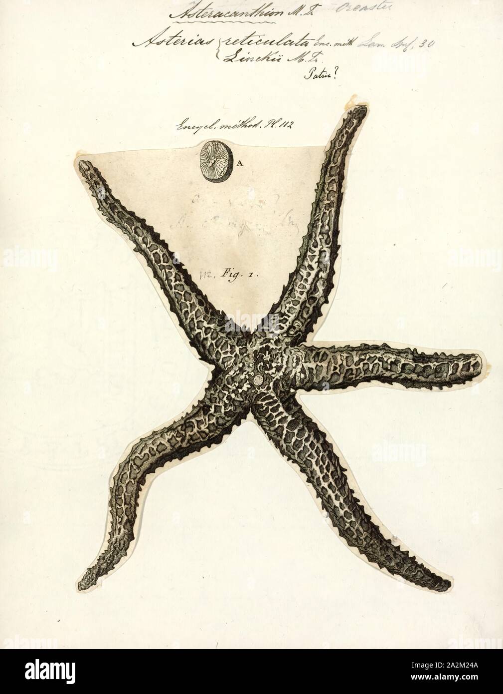 Asterias reticulata, Print Stock Photo