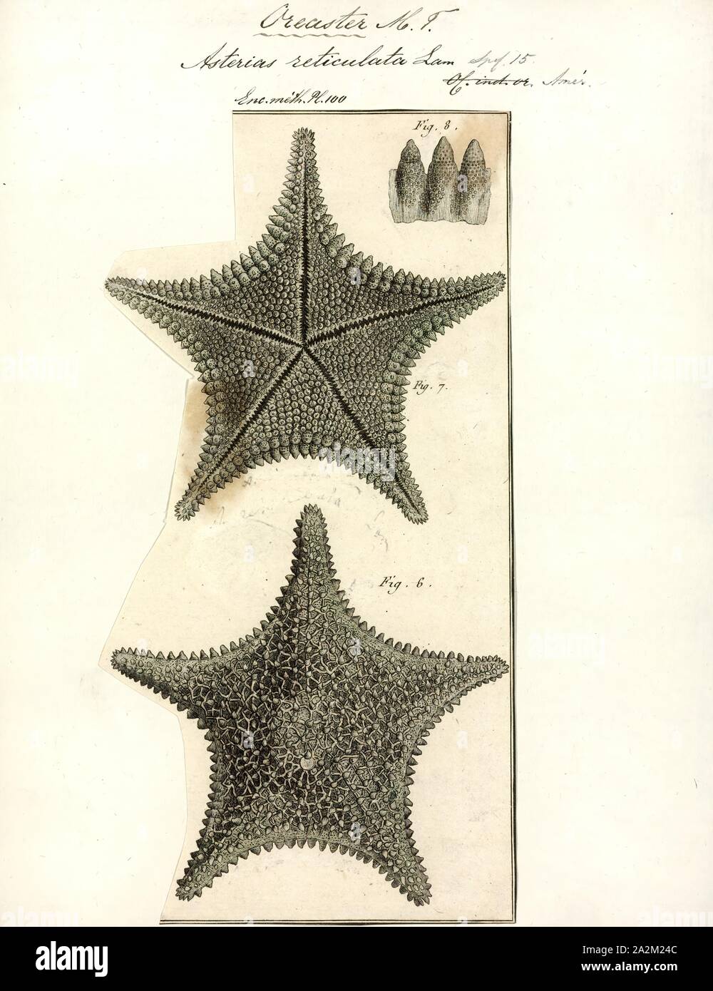 Asterias reticulata, Print Stock Photo