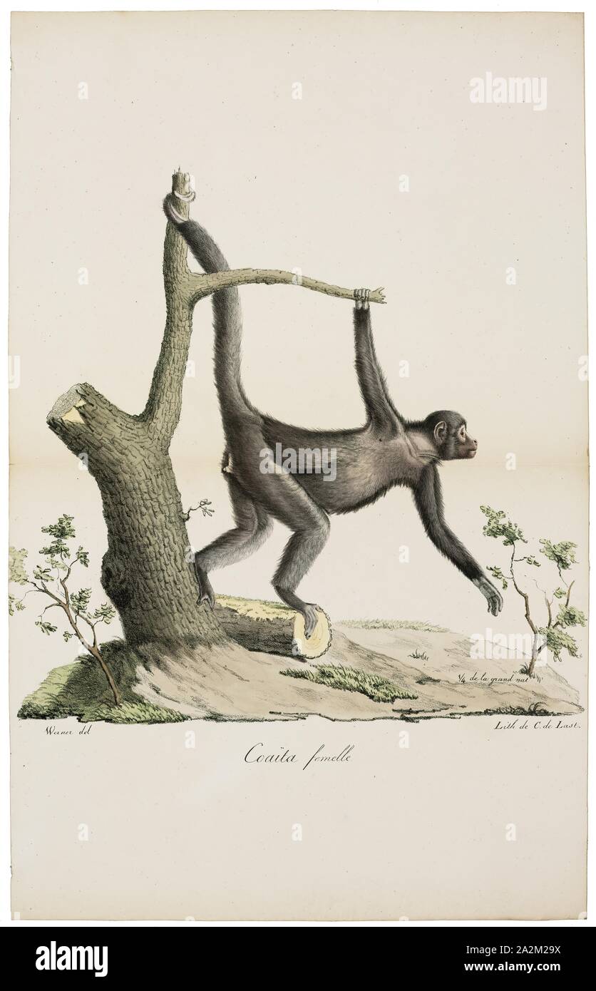 Red faced spider monkey hi-res stock photography and images - Alamy
