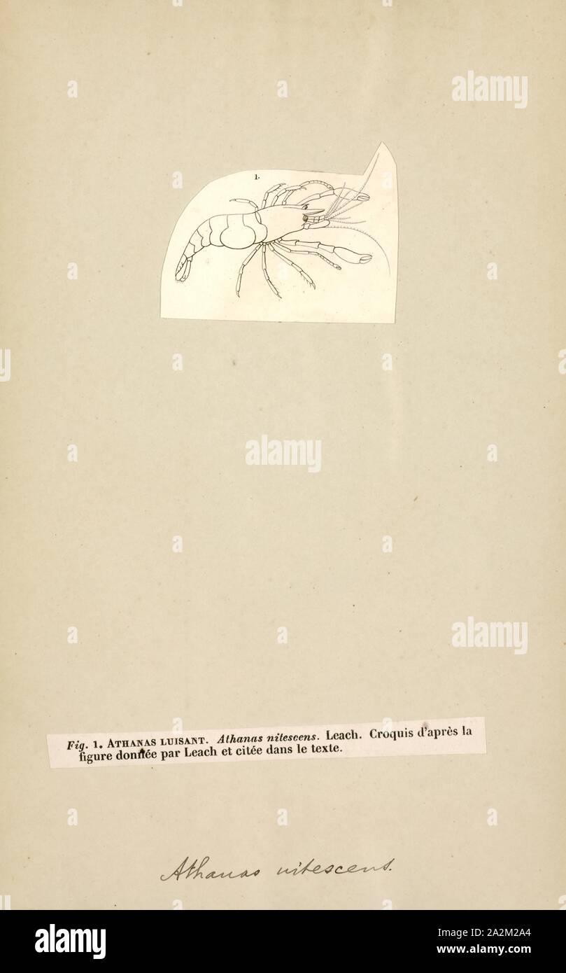 Athanas nitescens, Print, Hooded Shrimp Stock Photo