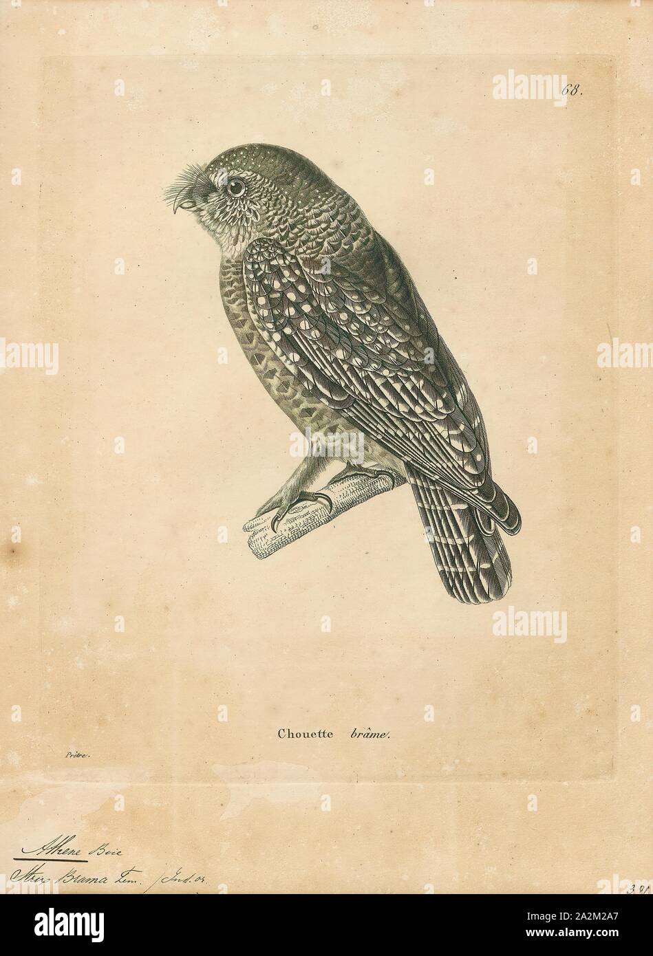 Athene brama, Print, The spotted owlet (Athene brama) is a small owl which breeds in tropical Asia from mainland India to Southeast Asia. A common resident of open habitats including farmland and human habitation, it has adapted to living in cities. They roost in small groups in the hollows of trees or in cavities in rocks or buildings. It nests in a hole in a tree or building, laying 3–5 eggs. They are often found near human habitation. The species shows great variation including clinal variation in size and forms a superspecies with the very similar little owl., 1700-1880 Stock Photo
