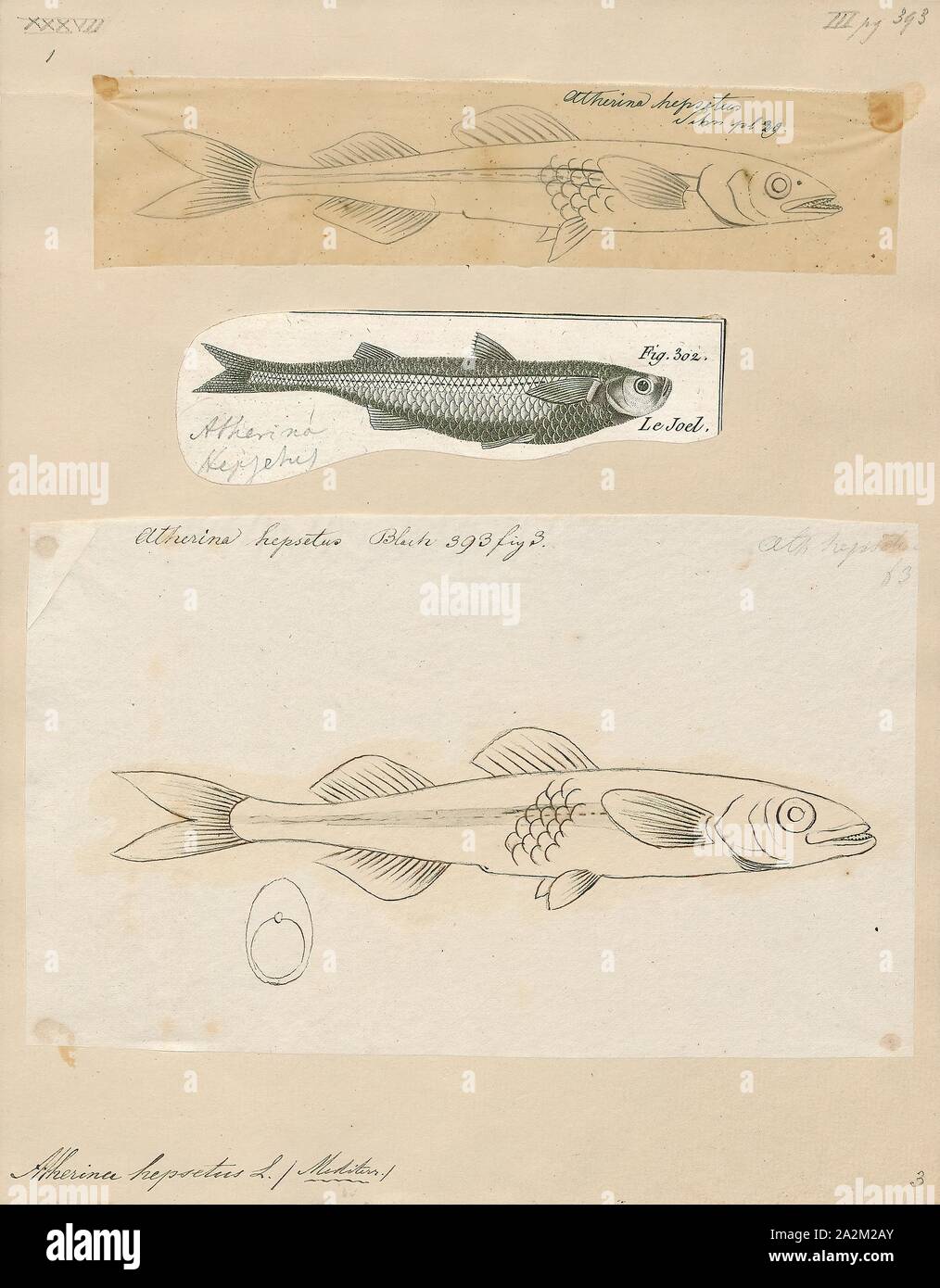 Atherina hepsetus, Print, The Mediterranean sand smelt, Atherina hepsetus, is a species of fish in the Atherinidae family., 1700-1880 Stock Photo
